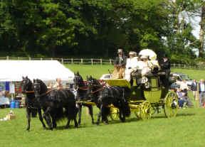 Lonsdale Park Drag & Friesian Stallion Team