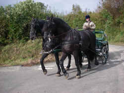 Click to view larger picture.
  
Twm & Wil being driven as a pair by a 15 year old girl.