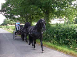 Click to view larger picture.
  
Twm & Wil being driven in Tandem